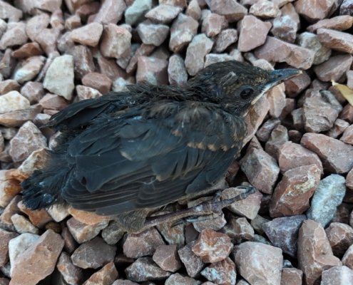 Junger Wildvogel Bob, direkt nach dem Fund, im Hof einer Finca in Spanien liegend
