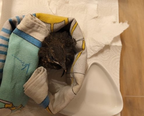 Junger Wildvogel Bob in einer kleinen Kiste mit selbstgemachtem Nest, zur Erholung auf einer Finca in Spanien.