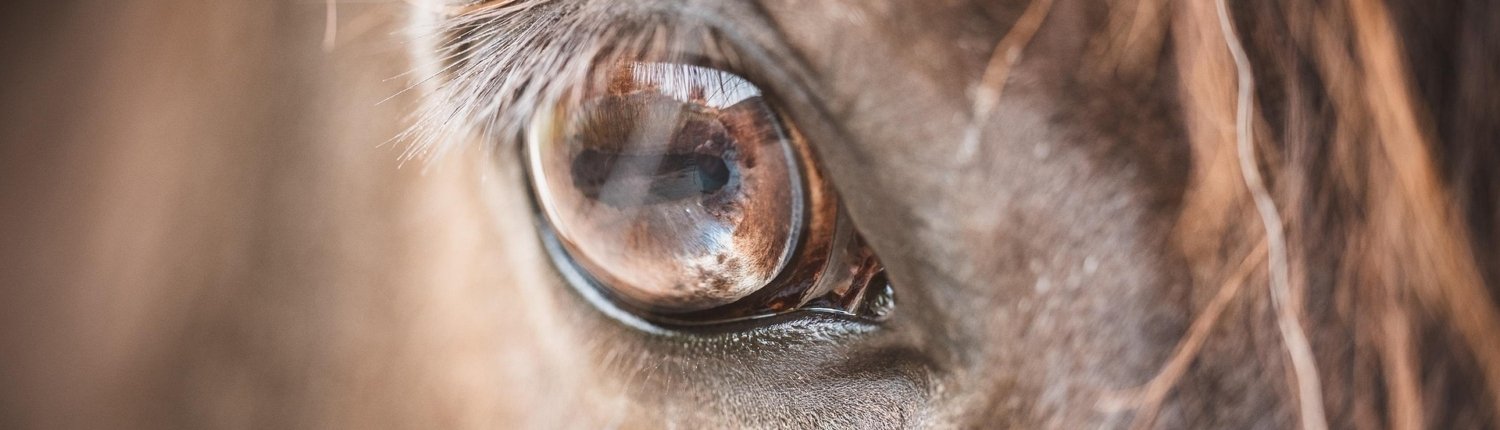 Zuverlässige und sehr erfahrene Pferdebetreuung an der Costa Blanca.