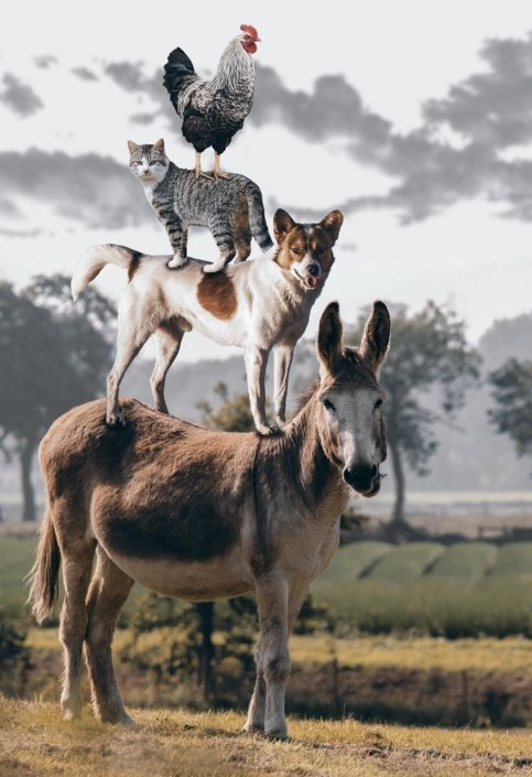 Langjährige Erfahrung in der Betreuung unterschiedlicher Tierarten, für sorgenfreies Reisen Ihrer Besitzer