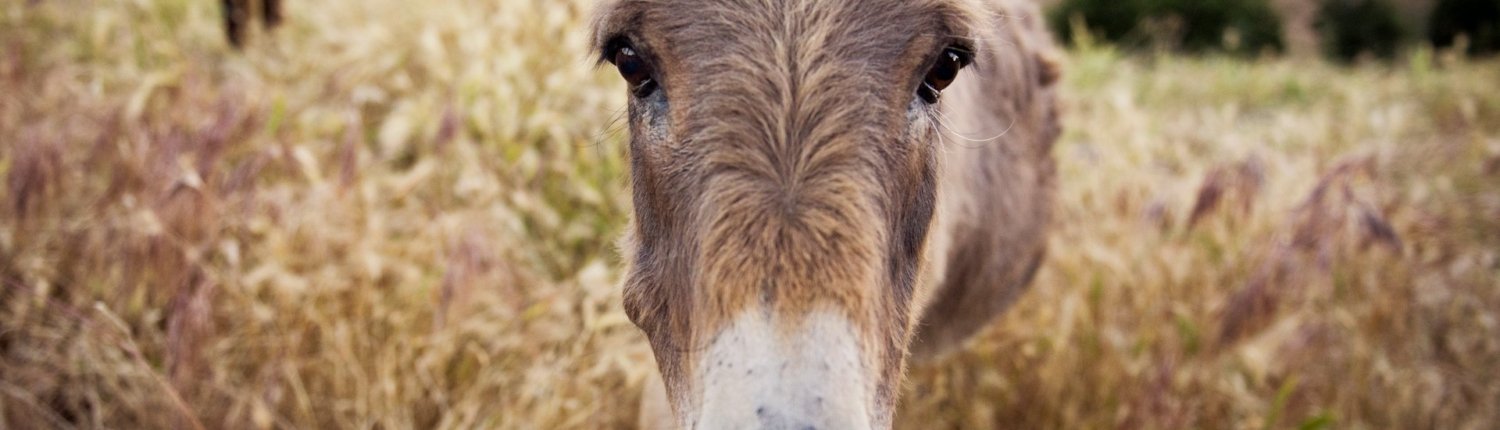 Seit über 40 Jahren kompetent und erfahren mit unterschiedlichen Tier